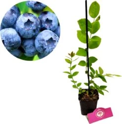 Set Van 3 Blauwe Bessen - Vaccinium Corymbosum – Hoogte 30cm – 9cm Pot – Mix A -Tuinverzorgings Winkel 1181x1200 7