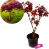 Acer Palmatum ‘Atropurpureum’, Rode Japanse Esdoorn - Hoogte 60cm - 3 Liter Pot 2 Acer Palmatum ‘Atropurpureum’, Rode Japanse Esdoorn - Hoogte 60cm - 3 Liter Pot -Tuinverzorgings Winkel 1182x1200 7