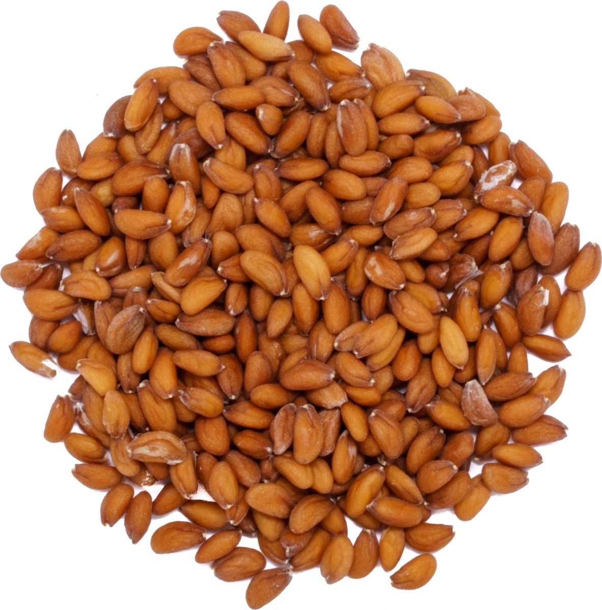 Into the Cycle Tuinkers kiemzaden biologisch 25 Gram Zakje NL-BIO-01 Into The Cycle Tuinkers Kiemzaden Biologisch 25 Gram Zakje NL-BIO-01 -Tuinverzorgings Winkel 1183x1200 4