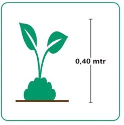GP 12 X Japans Bloedgras - Siergras - Tuinplanten Winterhard - Vaste Planten - Imperata Red Baron - In 9x9cm Pot Met Hoogte 5-10cm -Tuinverzorgings Winkel 1188x1200 9