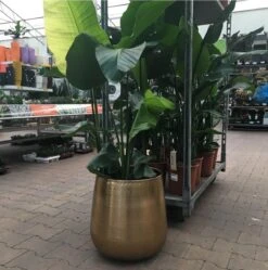 Gina Da Bloempot Karakter Goud - XL 4 Gina Da Bloempot Karakter Goud - XL -Tuinverzorgings Winkel 1191x1200 7