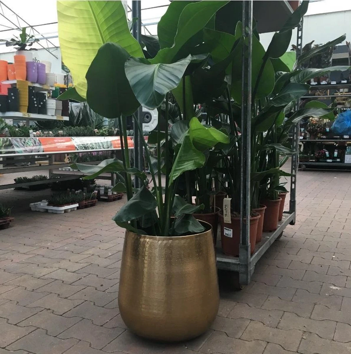 Gina Da bloempot Karakter goud - XL Gina Da Bloempot Karakter Goud - XL -Tuinverzorgings Winkel 1191x1200 7