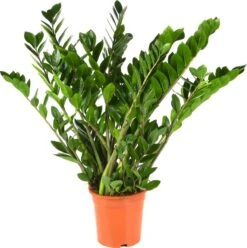 Zamioculcas Zamiifolia | Groene Kamerplant | Palm | Pot 21cm | Hoogte 75 Cm | Geleverd In Kwekerspot -Tuinverzorgings Winkel 1196x1200 3