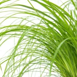 Merkloos ZynesFlora - Cyperus - Kattengras - 2 Stuks - Ø 12 Cm - Hoogte: 25-30 Cm - Kamerplant -Tuinverzorgings Winkel 1198x1200 16