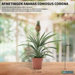 WL Plants - Ananasplant - Ananas Comosus - Kamerplanten - Bromelia - Anti Snurk - Zeer Luchtzuiverend - Gemakkelijk Te Verzorgen - ± 45cm Hoog – 12 Cm Diameter - In Kweekpot 4 WL Plants - Ananasplant - Ananas Comosus - Kamerplanten - Bromelia - Anti Snurk - Zeer Luchtzuiverend - Gemakkelijk Te Verzorgen - ± 45cm Hoog – 12 Cm Diameter - In Kweekpot -Tuinverzorgings Winkel 1198x1200 17