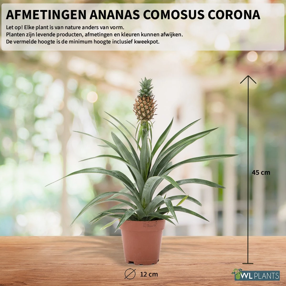 WL Plants - Ananasplant - Ananas Comosus - Kamerplanten - Bromelia - Anti Snurk - Zeer Luchtzuiverend - Gemakkelijk Te Verzorgen - ± 45cm hoog – 12 cm diameter - In Kweekpot WL Plants - Ananasplant - Ananas Comosus - Kamerplanten - Bromelia - Anti Snurk - Zeer Luchtzuiverend - Gemakkelijk Te Verzorgen - ± 45cm Hoog – 12 Cm Diameter - In Kweekpot -Tuinverzorgings Winkel 1198x1200 17