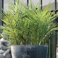 2x Phoenix Canariensis - Canarische Dadelpalm - Palm - Winterhard - ⌀15 Cm - 50-60 Cm -Tuinverzorgings Winkel 1198x1200 18