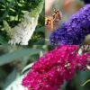 3 X Vlinderstruik Buddleja: Davidii 'Royal Red'/'White Profusion'/'Empire Blue' - Rood/Wit/Blauw, Meerjarig En Winterhard - Set Van 3 Vlinderstruiken / Vlinderplant | 3 X 1.5 Liter Potten - Aantrekkelijk Voor De Vlinder 1 3 X Vlinderstruik Buddleja: Davidii 'Royal Red'/'White Profusion'/'Empire Blue' - Rood/Wit/Blauw, Meerjarig En Winterhard - Set Van 3 Vlinderstruiken / Vlinderplant | 3 X 1.5 Liter Potten - Aantrekkelijk Voor De Vlinder -Tuinverzorgings Winkel 1198x1200 20