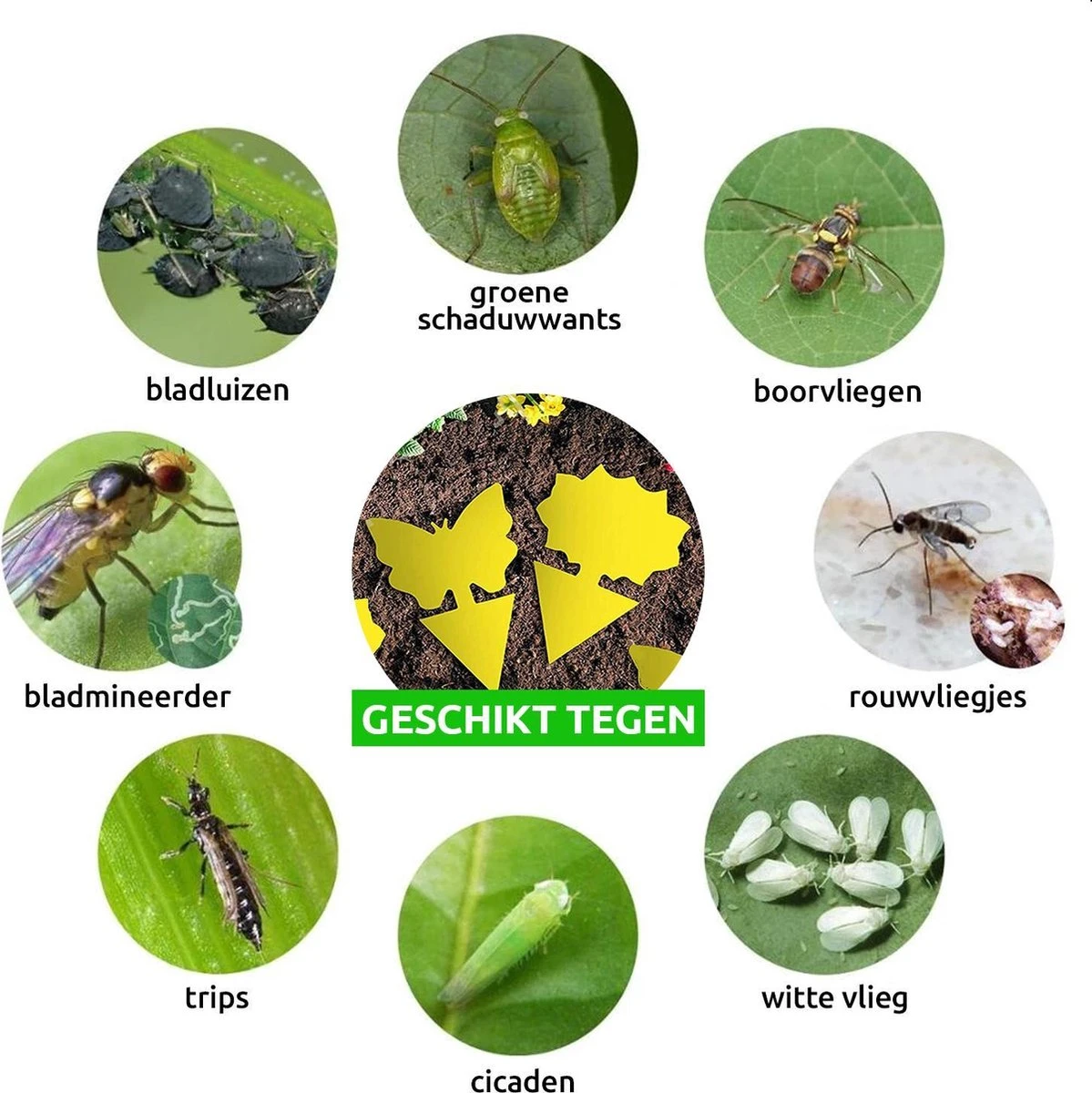 Dayshake Rouwvliegjes Vangkaarten 24 stuks - Vliegenvanger Plak klavertjes - Fruitvliegjes vanger - Varenrouwmug bestrijden Merkloos Dayshake Rouwvliegjes Vangkaarten 24 Stuks - Vliegenvanger Plak Klavertjes - Fruitvliegjes Vanger - Varenrouwmug Bestrijden -Tuinverzorgings Winkel 1199x1200 11