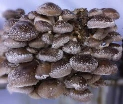 ToshiFarm Broed Voor Shiitake - 50 Gram - Zelf Shiitake Kweken - Broed Voor Shiitake Kweekset - Paddenstoel Sporen 9 ToshiFarm Broed Voor Shiitake - 50 Gram - Zelf Shiitake Kweken - Broed Voor Shiitake Kweekset - Paddenstoel Sporen -Tuinverzorgings Winkel 1200x1010 3