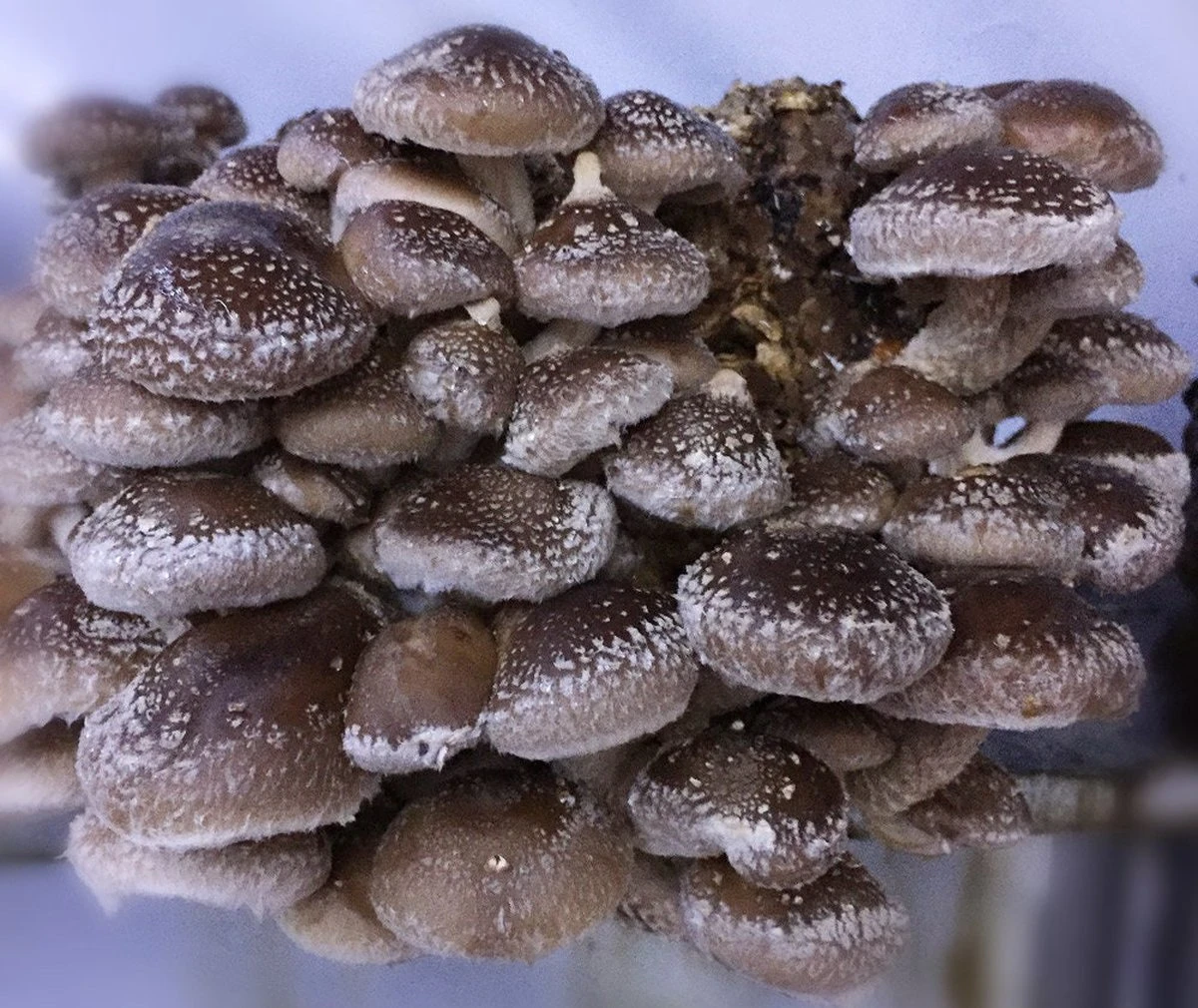 ToshiFarm Broed voor Shiitake - 50 gram - Zelf Shiitake kweken - Broed voor Shiitake Kweekset - Paddenstoel Sporen ToshiFarm Broed Voor Shiitake - 50 Gram - Zelf Shiitake Kweken - Broed Voor Shiitake Kweekset - Paddenstoel Sporen -Tuinverzorgings Winkel 1200x1010 3