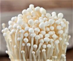 ToshiFarm Broed Voor Enoki - 50 Gram - Zelf Enoki Kweken - Broed Voor Fluweelpootje - Paddenstoel Sporen - Eco Cadeau 10 ToshiFarm Broed Voor Enoki - 50 Gram - Zelf Enoki Kweken - Broed Voor Fluweelpootje - Paddenstoel Sporen - Eco Cadeau -Tuinverzorgings Winkel 1200x1014 2
