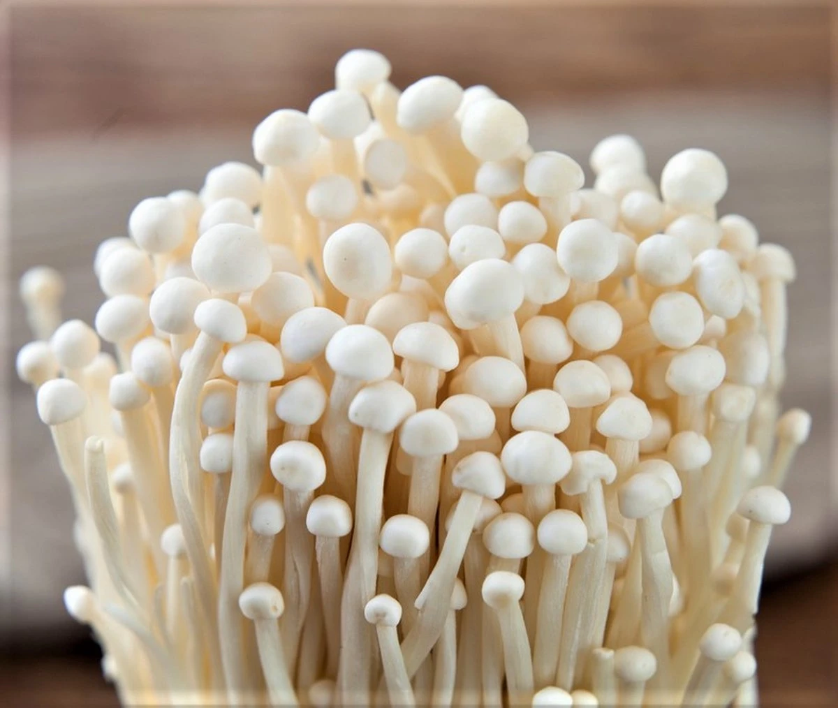 ToshiFarm Broed voor Enoki - 50 gram - Zelf Enoki kweken - Broed voor Fluweelpootje - Paddenstoel Sporen - Eco Cadeau ToshiFarm Broed Voor Enoki - 50 Gram - Zelf Enoki Kweken - Broed Voor Fluweelpootje - Paddenstoel Sporen - Eco Cadeau -Tuinverzorgings Winkel 1200x1014 2