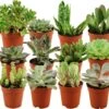 ZynesFlora - Mini Succulenten Mix - 12 Stuks - Ø 5,5 Cm - Hoogte: 5-10 Cm - Vetplant - Kamerplant 1 ZynesFlora - Mini Succulenten Mix - 12 Stuks - Ø 5,5 Cm - Hoogte: 5-10 Cm - Vetplant - Kamerplant -Tuinverzorgings Winkel 1200x1014 3