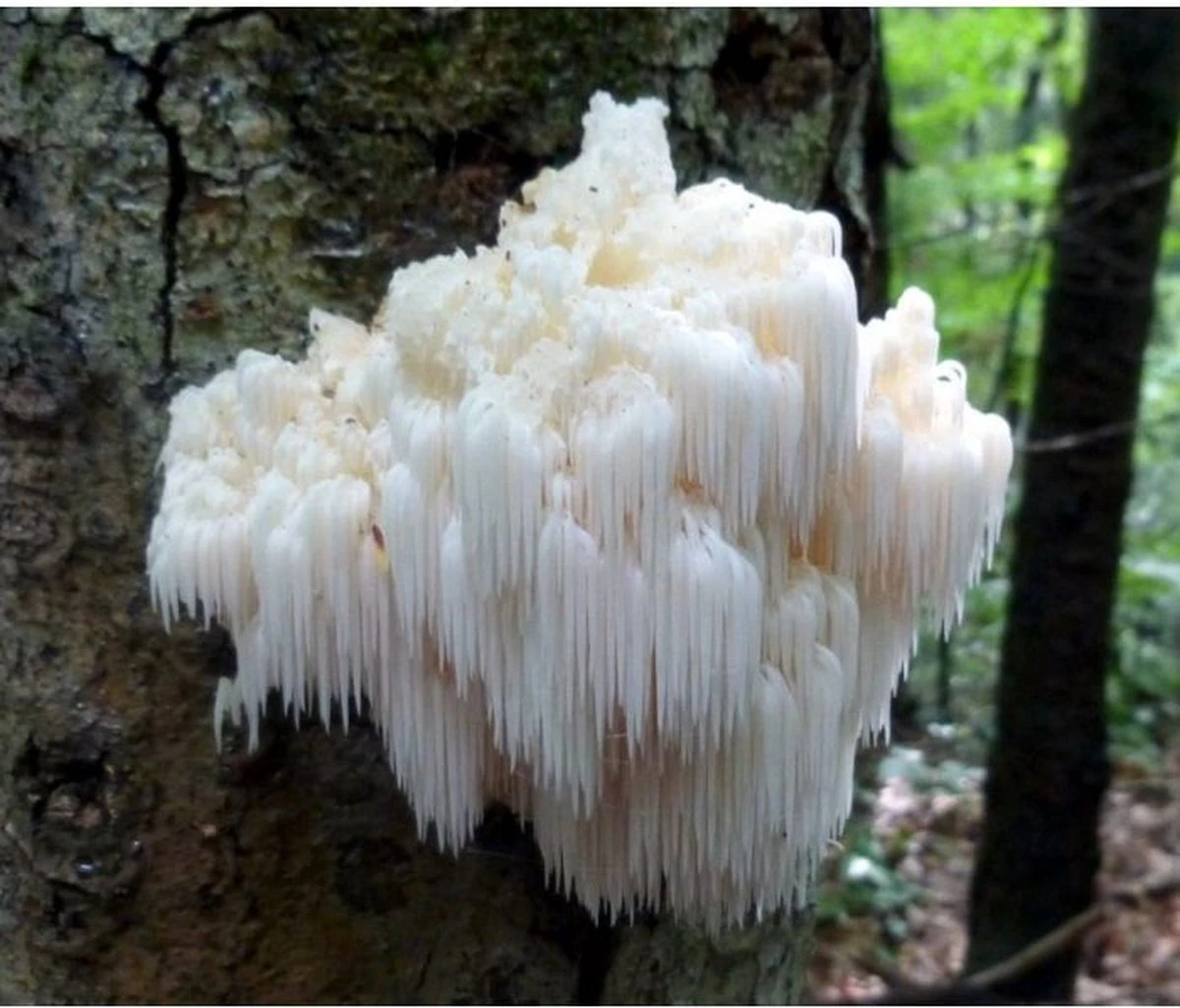 ToshiFarm Broed voor Pruikzwam - 50 gram - Zelf Loins Mane kweken - Broed voor Lions Mane Kweekset ToshiFarm Broed Voor Pruikzwam - 50 Gram - Zelf Loins Mane Kweken - Broed Voor Lions Mane Kweekset -Tuinverzorgings Winkel 1200x1025 3