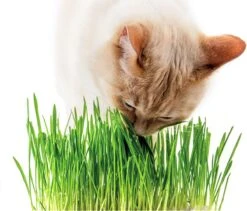 Kattengras - Gerst - Huisdier - Diervriendelijke Kamerplant - Triticum Aestivum - Potmaat Ø12cm - 2 Stuks -Tuinverzorgings Winkel 1200x1025 4