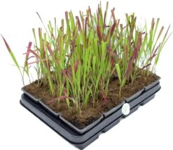 GP 12 X Japans Bloedgras - Siergras - Tuinplanten Winterhard - Vaste Planten - Imperata Red Baron - In 9x9cm Pot Met Hoogte 5-10cm -Tuinverzorgings Winkel 1200x1038 1