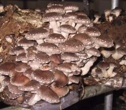 ToshiFarm Broed Voor Shiitake - 50 Gram - Zelf Shiitake Kweken - Broed Voor Shiitake Kweekset - Paddenstoel Sporen 5 ToshiFarm Broed Voor Shiitake - 50 Gram - Zelf Shiitake Kweken - Broed Voor Shiitake Kweekset - Paddenstoel Sporen -Tuinverzorgings Winkel 1200x1052 2