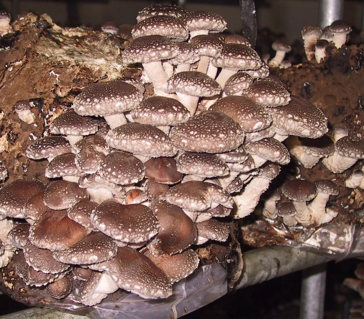 ToshiFarm Broed voor Shiitake - 50 gram - Zelf Shiitake kweken - Broed voor Shiitake Kweekset - Paddenstoel Sporen ToshiFarm Broed Voor Shiitake - 50 Gram - Zelf Shiitake Kweken - Broed Voor Shiitake Kweekset - Paddenstoel Sporen -Tuinverzorgings Winkel 1200x1052 2