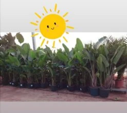 Strelitzia Augusta 180 Cm Hoog ...de Populairste Plant Van Dit Moment. Gratis Persoonlijke Bezorging Om Beschadiging Te Voorkomen En Met Verzorgingsinstructies. Bezorging 3 Strelitzia Augusta 180 Cm Hoog ...de Populairste Plant Van Dit Moment. Gratis Persoonlijke Bezorging Om Beschadiging Te Voorkomen En Met Verzorgingsinstructies. Bezorging -Tuinverzorgings Winkel 1200x1075 2