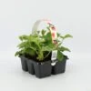 Aardbeien Sixpack - Fragaria Ananassa 'Korona' - Set Van 1 Aarbeien Sickpacks - Hoogte 20 / 30 Cm -Tuinverzorgings Winkel 1200x1075 3