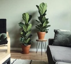 Ficus Lyrata Straight | Vioolbladplant / Tabaksplant -Tuinverzorgings Winkel 1200x1086 6