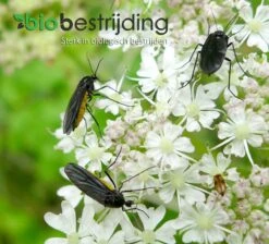 Rouwvliegjes Bestrijden Met Aaltjes - Voor 20m² Of Circa 50 Kamerplanten - 10 Mln Steinernema Feltiae - Aaltjes Tegen Rouwvliegjes - Biologisch Bestrijden 6 Rouwvliegjes Bestrijden Met Aaltjes - Voor 20m² Of Circa 50 Kamerplanten - 10 Mln Steinernema Feltiae - Aaltjes Tegen Rouwvliegjes - Biologisch Bestrijden -Tuinverzorgings Winkel 1200x1088 2