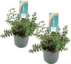 Plant In A Box - Eucalyptus Pulverulenta 'Baby Blue' - Set Van 2 - Pot 13cm - Hoogte 25-40cm -Tuinverzorgings Winkel 1200x1090
