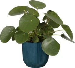 Elho Vibes Fold Rond 22 - Bloempot Voor Binnen - Ø 22.0 X H 20.2 Cm - Diepblauw 6 Elho Vibes Fold Rond 22 - Bloempot Voor Binnen - Ø 22.0 X H 20.2 Cm - Diepblauw -Tuinverzorgings Winkel 1200x1093 6