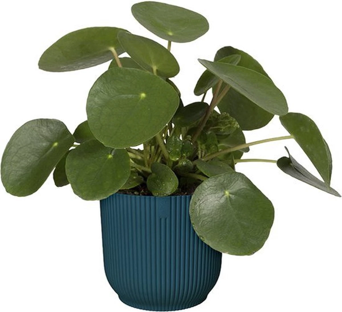 Elho Vibes Fold Rond 22 - Bloempot voor Binnen - Ø 22.0 x H 20.2 cm - Diepblauw Elho Vibes Fold Rond 22 - Bloempot Voor Binnen - Ø 22.0 X H 20.2 Cm - Diepblauw -Tuinverzorgings Winkel 1200x1093 6