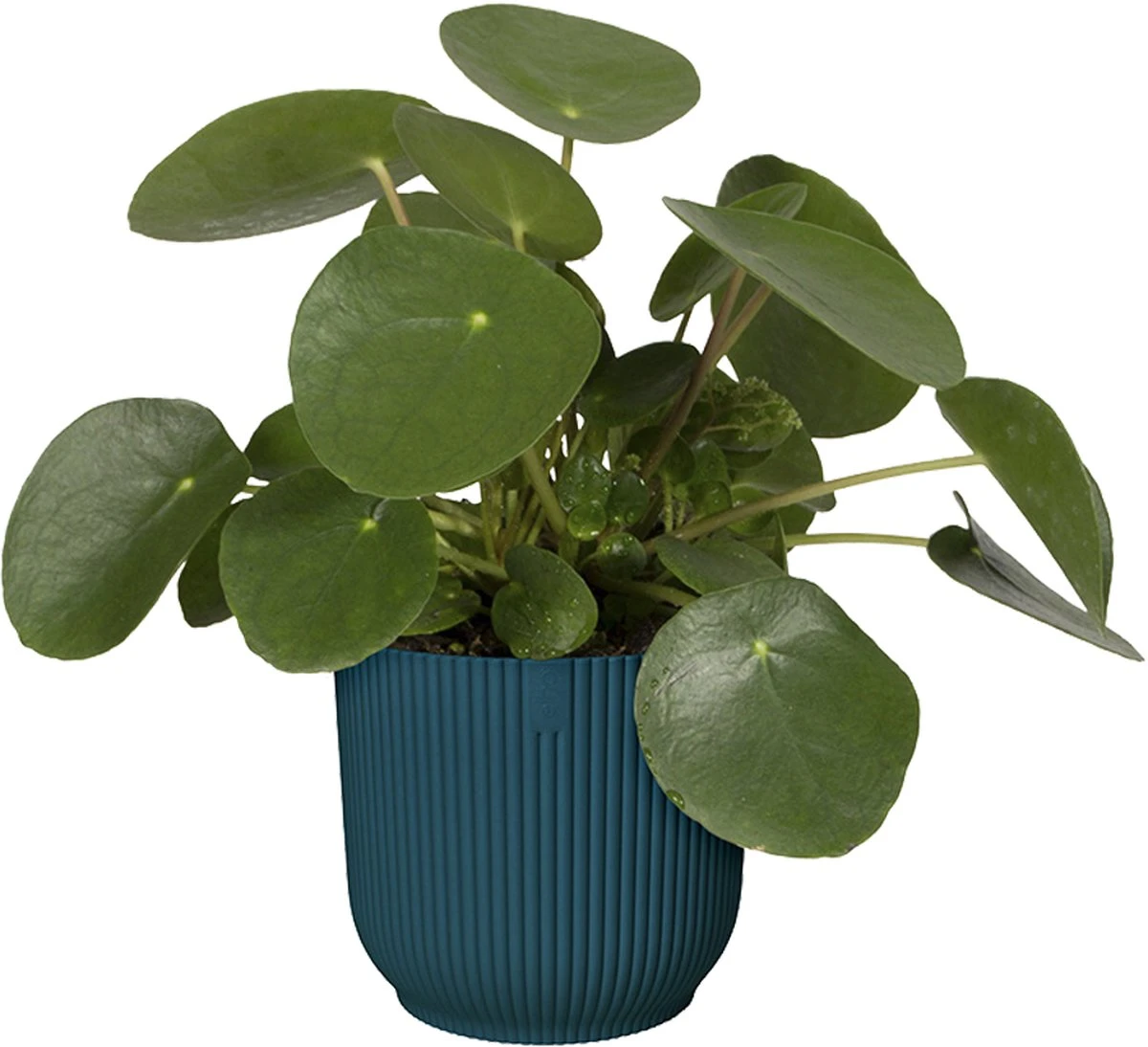 Elho Vibes Fold Rond 22 - Bloempot voor Binnen - Ø 22.0 x H 20.2 cm - Diepblauw Elho Vibes Fold Rond 22 - Bloempot Voor Binnen - Ø 22.0 X H 20.2 Cm - Diepblauw -Tuinverzorgings Winkel 1200x1094 12