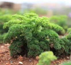 Tuin De Bruijn® Zaden - Peterselie - Hoge Opbrengst - Eenvoudige Teelt -Tuinverzorgings Winkel 1200x1106 3