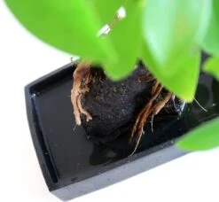 Schefflera Op Lava Steen | Planten | Bloompost -Tuinverzorgings Winkel 1200x1108 1