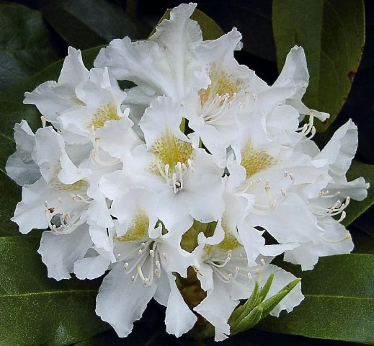 Rhododendron box - 40 stuks - wit - 40/60 cm hoog - incl. 8 zakken tuinturf 50L - rhododendron 'cunningham's white' - Rhododendron Box - 40 Stuks - Wit - 40/60 Cm Hoog - Incl. 8 Zakken Tuinturf 50L - Rhododendron 'cunningham's White' - -Tuinverzorgings Winkel 1200x1110 4