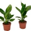 Plant In A Box - Strelitzia Reginea - Set Van 2 - Tropische Kamerplant - Paradijsvogelbloem - Pot 9cm - Hoogte 25-40cm -Tuinverzorgings Winkel 1200x1111 8