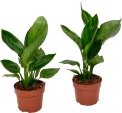 Plant In A Box - Strelitzia Reginea - Set Van 2 - Tropische Kamerplant - Paradijsvogelbloem - Pot 9cm - Hoogte 25-40cm