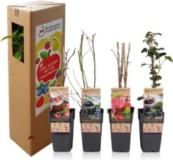 Grootmoeders Jam Mix - Mix Van 4 Fruitplanten: Framboos, Blauwe Bes, Rode Bes, Braam - Hoogte 50-60cm -Tuinverzorgings Winkel 1200x1111 9