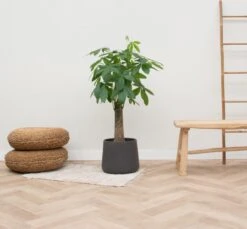 Wout L -Tuinverzorgings Winkel 1200x1112 3