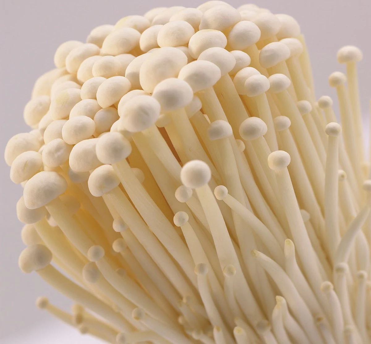 ToshiFarm Broed voor Enoki - 50 gram - Zelf Enoki kweken - Broed voor Fluweelpootje - Paddenstoel Sporen - Eco Cadeau ToshiFarm Broed Voor Enoki - 50 Gram - Zelf Enoki Kweken - Broed Voor Fluweelpootje - Paddenstoel Sporen - Eco Cadeau -Tuinverzorgings Winkel 1200x1114 2