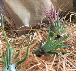 Tillandsia Luchtplantjes Mix Medium - Airplants - 10 Stuks + Tillandsia Spray -Tuinverzorgings Winkel 1200x1115 4