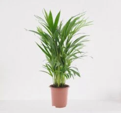 Areca – Luchtzuiverende Kamerplant – Eenvoudig Te Onderhouden Goudpalm - ↕55-70cm - Ø17 – In Kwekerspot – Vers Uit De Kwekerij