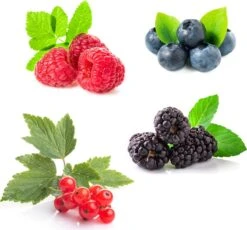 Grootmoeders Jam Mix - Mix Van 4 Fruitplanten: Framboos, Blauwe Bes, Rode Bes, Braam - Hoogte 50-60cm -Tuinverzorgings Winkel 1200x1119 2