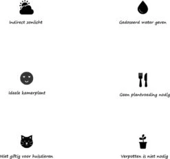 Kattengras - Gerst - Huisdier - Diervriendelijke Kamerplant - Triticum Aestivum - Potmaat Ø12cm - 2 Stuks -Tuinverzorgings Winkel 1200x1120 4