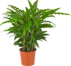 Calathea Rufibarba Bluegrass | Groene Kamerplant | Potmaat 17cm | Hoogte 60cm | Geleverd In Kwekerspot -Tuinverzorgings Winkel 1200x1121 2