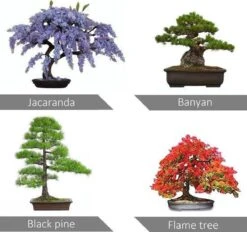 Bonsai Starters Kit - Bonsai Boompje - 5 Delige Set - 4 Soorten Zaden - Incl. E-book & Schaartje -Tuinverzorgings Winkel 1200x1125 7