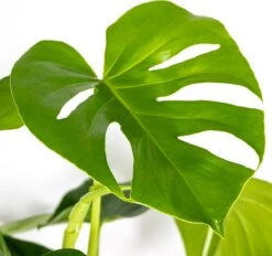 Monstera Deliciosa - Gatenplant - Kamerplant - Luchtzuiverend - ⌀21 Cm - 70-80 Cm -Tuinverzorgings Winkel 1200x1127 6