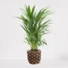 Areca In Siermand Guusje Naturel – Luchtzuiverende Kamerplant – Eenvoudig Te Onderhouden Goudpalm - ↕55-70cm - Ø18 – Geleverd Met Plantenpot – Vers Uit De Kwekerij -Tuinverzorgings Winkel 1200x1129 4