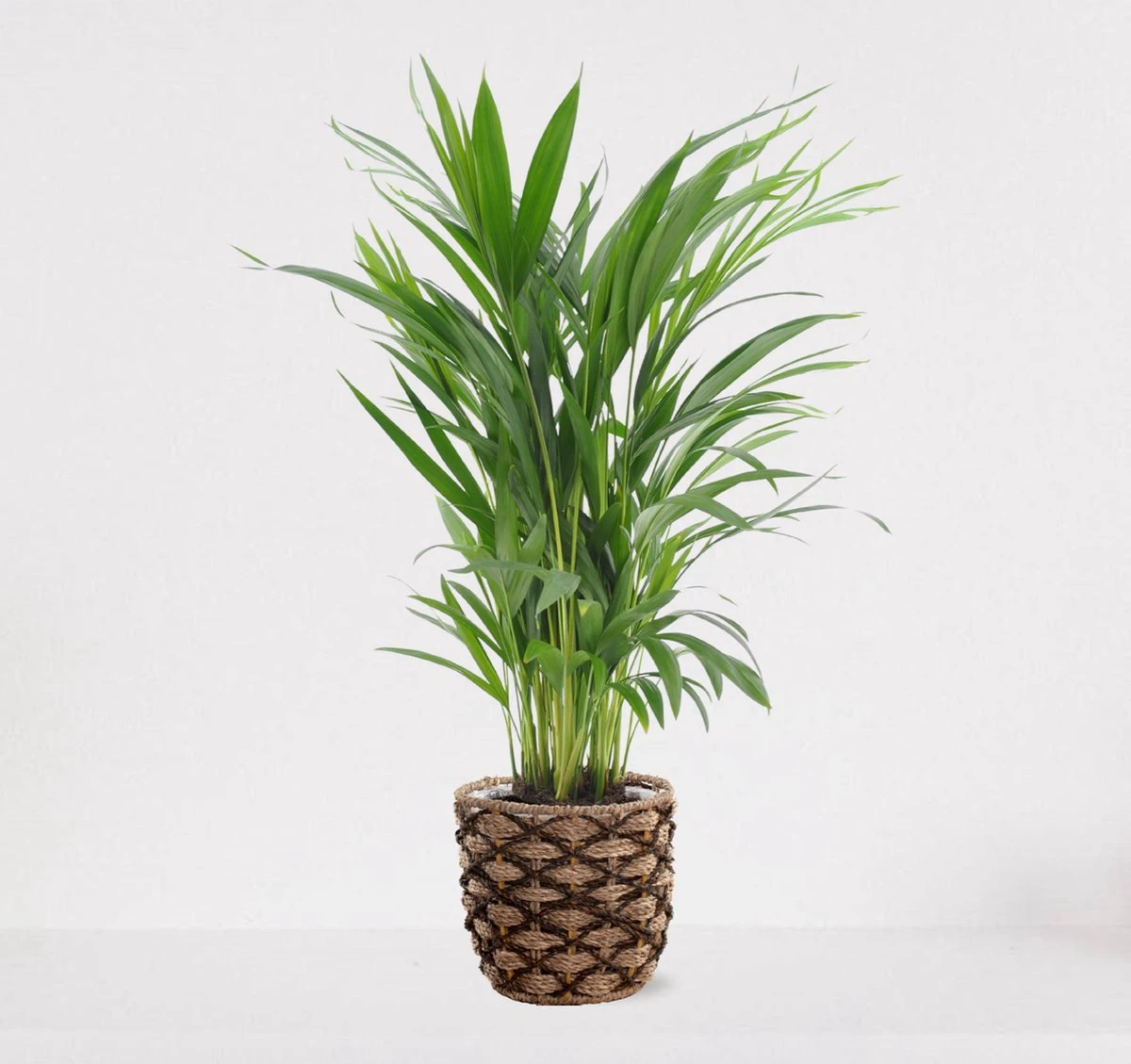 Areca in siermand Guusje Naturel – luchtzuiverende kamerplant – eenvoudig te onderhouden Goudpalm - ↕55-70cm - Ø18 – geleverd met plantenpot – vers uit de kwekerij Areca In Siermand Guusje Naturel – Luchtzuiverende Kamerplant – Eenvoudig Te Onderhouden Goudpalm - ↕55-70cm - Ø18 – Geleverd Met Plantenpot – Vers Uit De Kwekerij -Tuinverzorgings Winkel 1200x1129 4