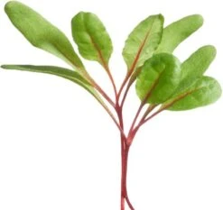 Buzzy® Microgreens, Snijbiet Regenboogmengsel 4 Buzzy® Microgreens, Snijbiet Regenboogmengsel -Tuinverzorgings Winkel 1200x1133 3