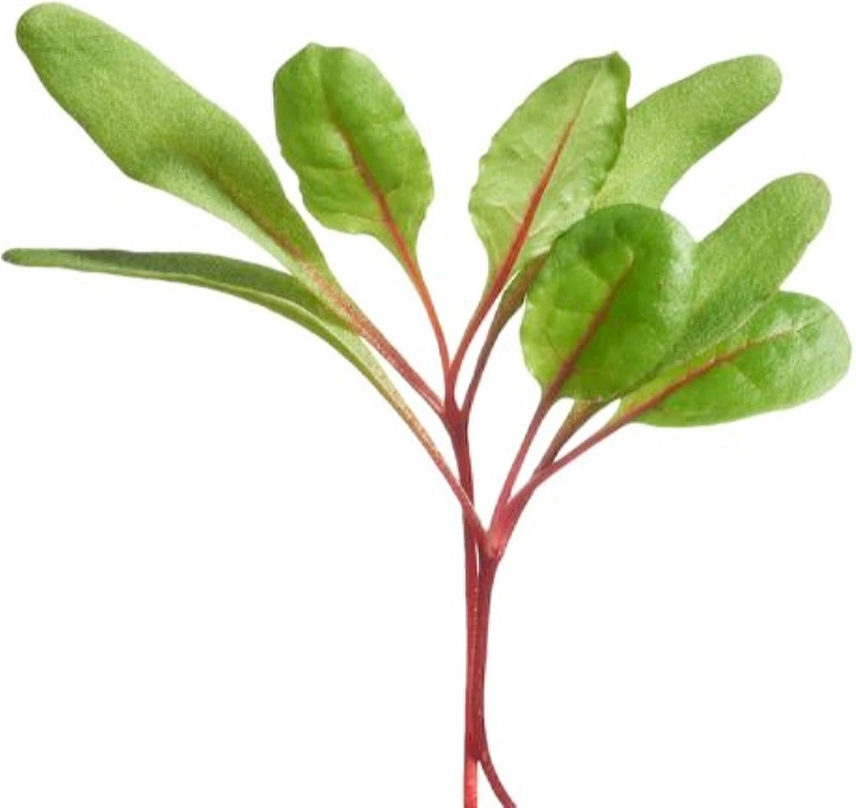 Buzzy® Microgreens, Snijbiet Regenboogmengsel Buzzy® Microgreens, Snijbiet Regenboogmengsel -Tuinverzorgings Winkel 1200x1133 3